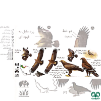 گونه عقاب خالدار کوچک Lesser Spotted Eagle